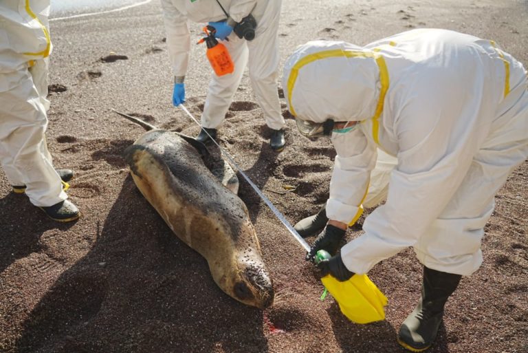 Bahamas official bird flu did not kill birds on inagua