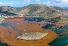 Antigua resort to temporarily close after sargassum influx