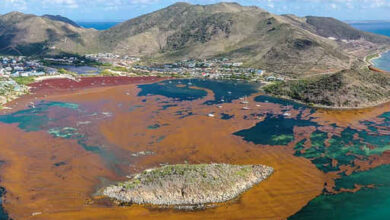 Antigua resort to temporarily close after sargassum influx