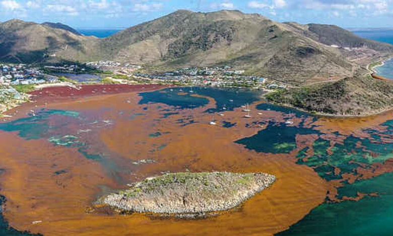 Antigua resort to temporarily close after sargassum influx