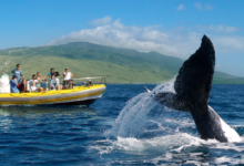 Array of whale watching activities at maui four seasons