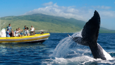 Array of whale watching activities at maui four seasons