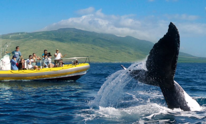 Array of whale watching activities at maui four seasons