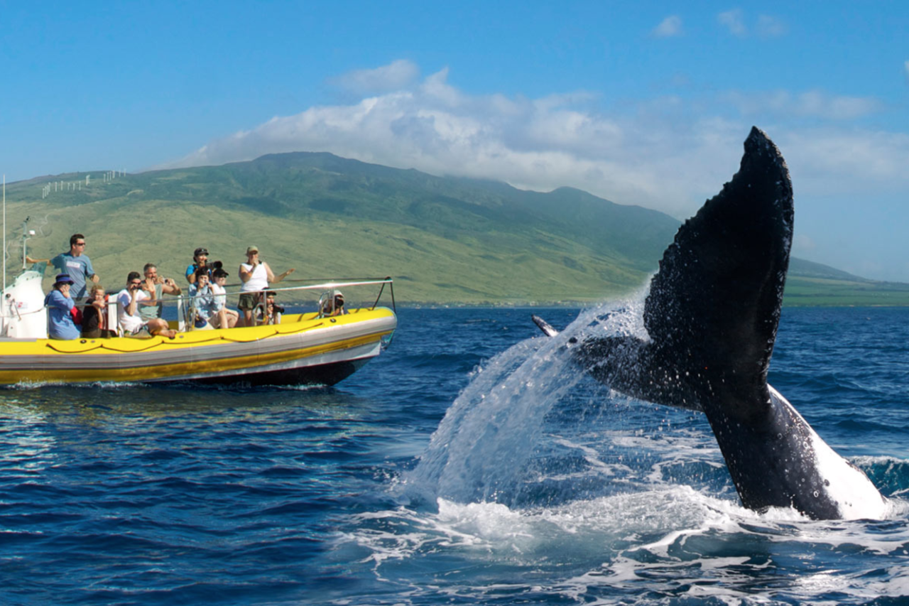 Array of whale watching activities at maui four seasons