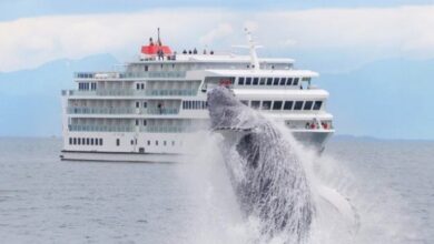 American cruise lines getting into the alaska spirit