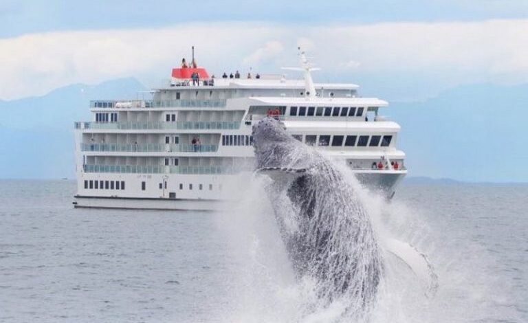 American cruise lines getting into the alaska spirit