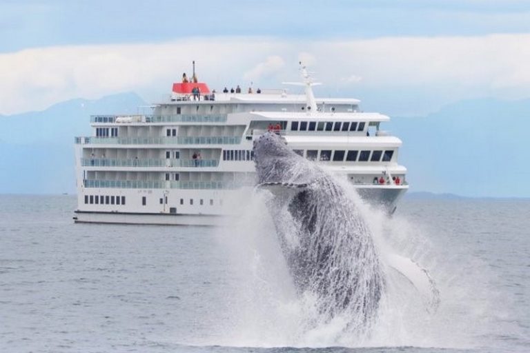 American cruise lines getting into the alaska spirit