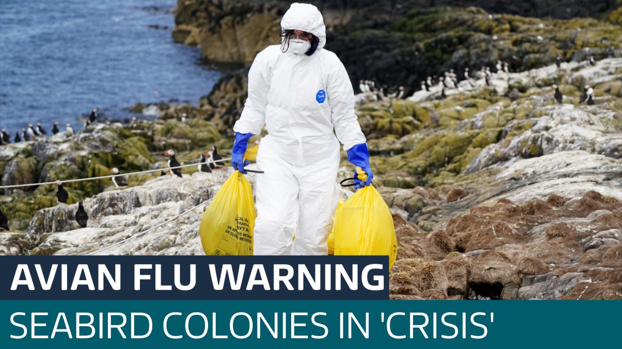 Bahamas official bird flu did not kill birds on inagua