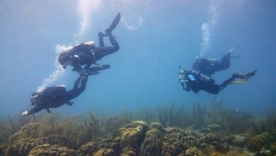 Bonaire divers busy during clean up effort