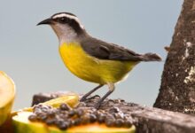 Bird watching tours in the bahamas st lucia caribbean