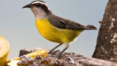 Bird watching tours in the bahamas st lucia caribbean