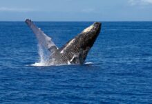 An overlooked opportunity for whale watching