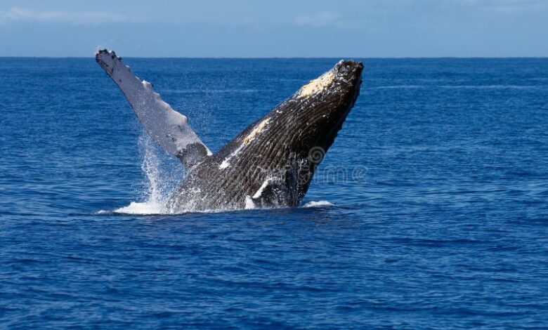 An overlooked opportunity for whale watching