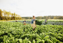 At oo farm cultivating ecofriendly eating habits