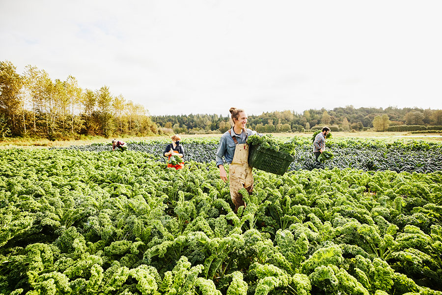 At oo farm cultivating ecofriendly eating habits