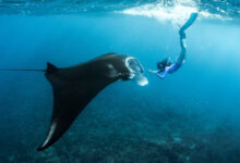 Anxiety then awe on manta ray snorkeling trip