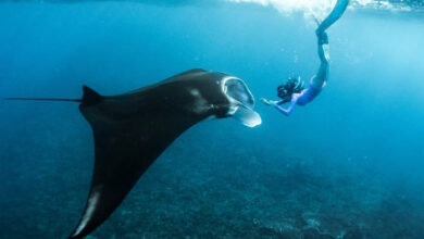 Anxiety then awe on manta ray snorkeling trip