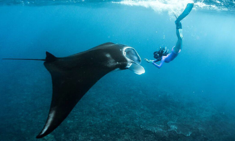 Anxiety then awe on manta ray snorkeling trip