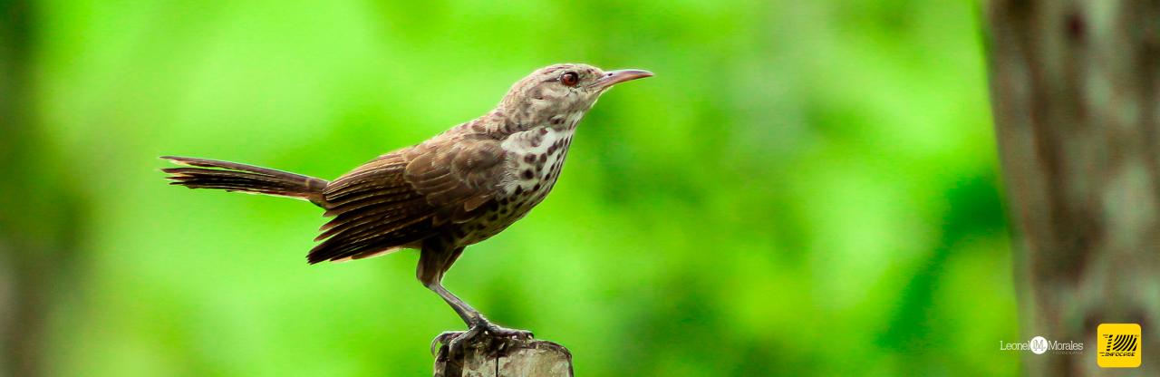 Bird watching tours thrive on anguilla