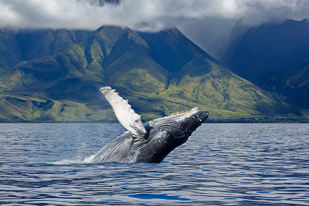 Array of whale watching activities at maui four seasons