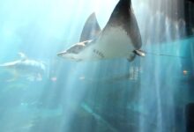 Atlantis aquarium receives aza accreditation