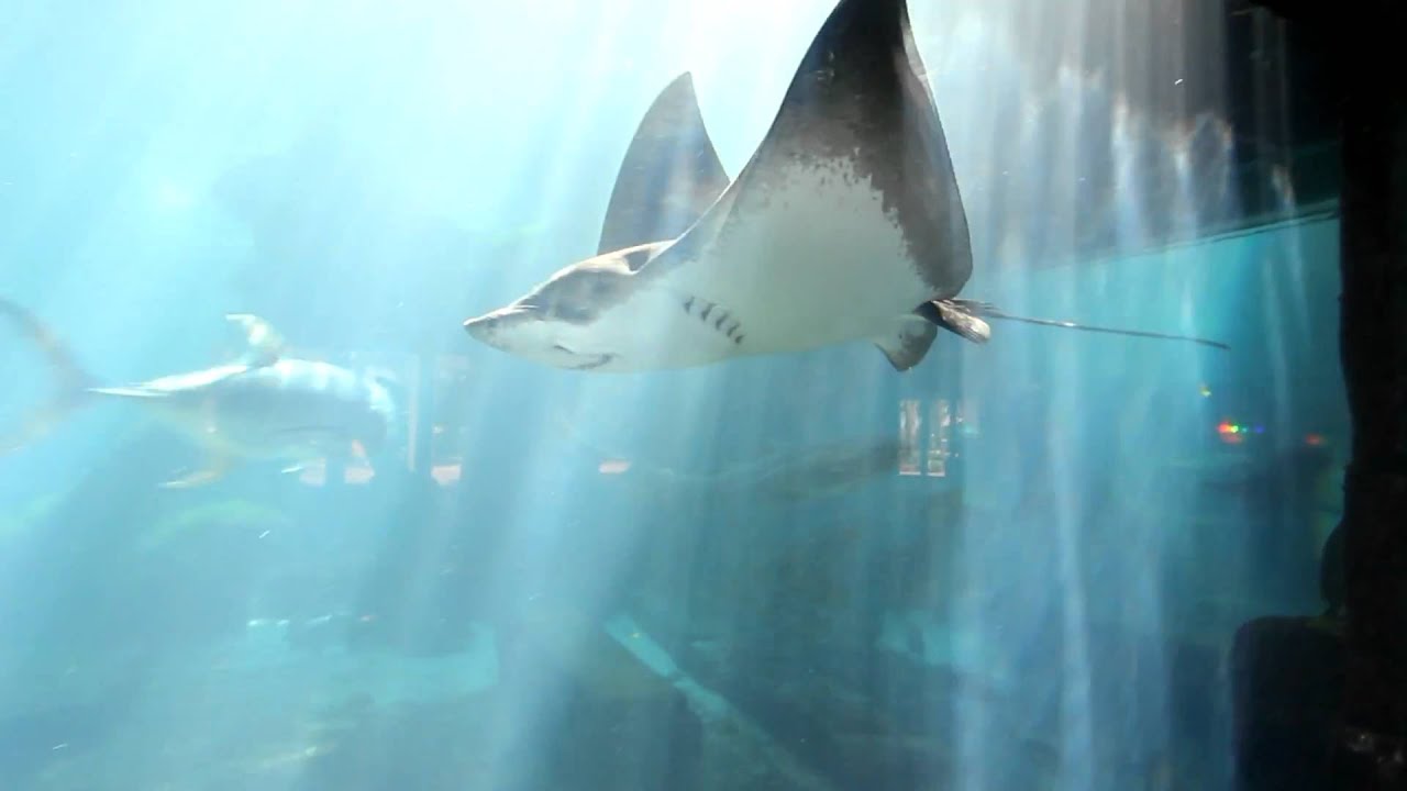 Atlantis aquarium receives aza accreditation