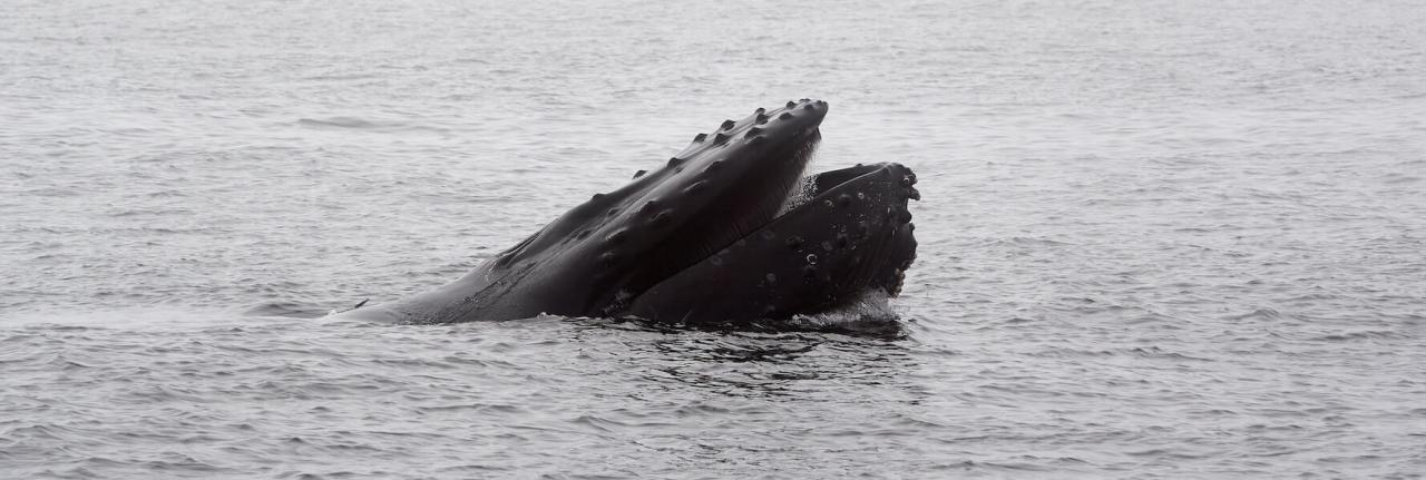 An overlooked opportunity for whale watching