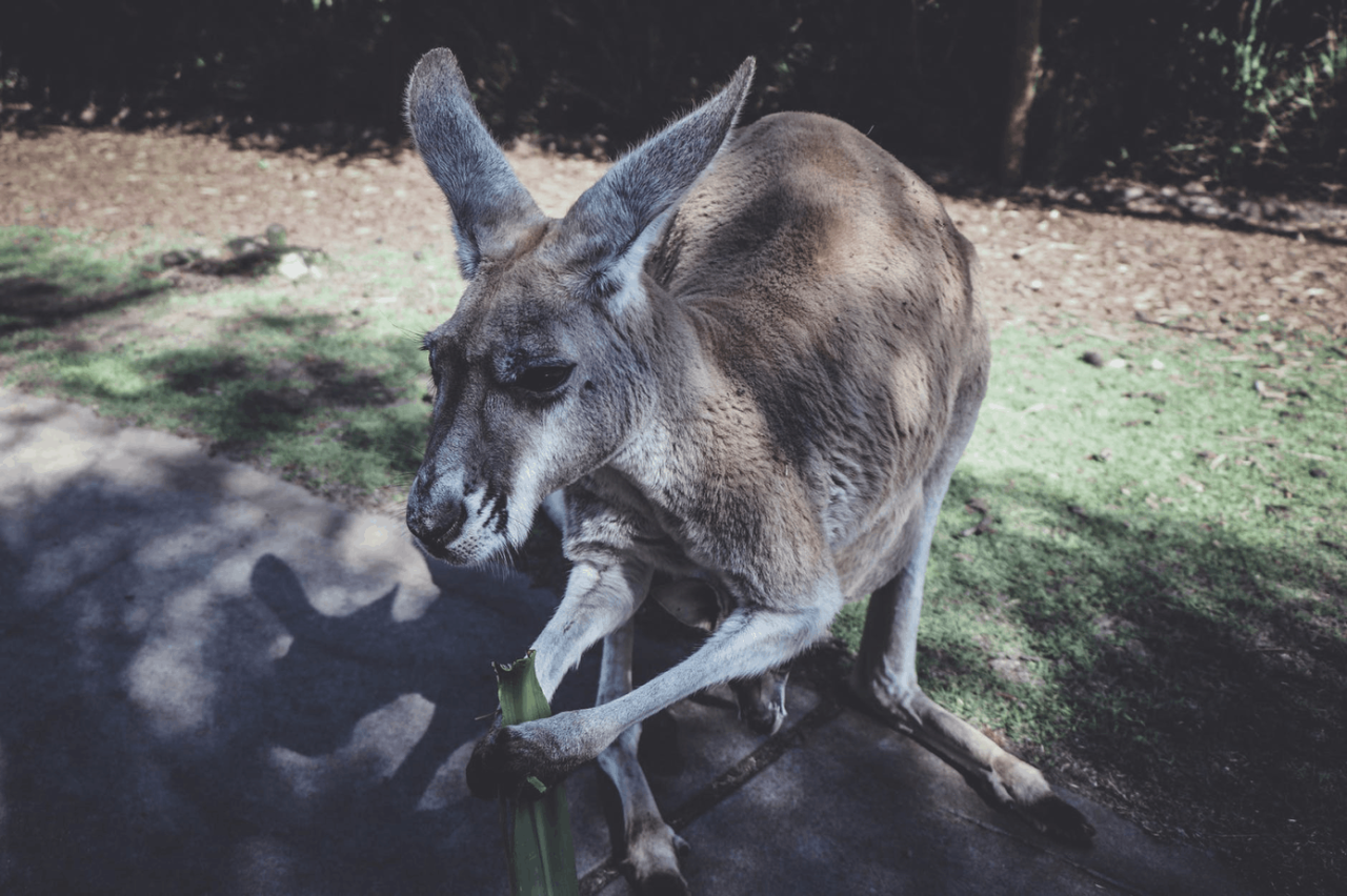 Australian wildlife within easy reach