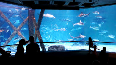 Aquarium exhibit spotlights northwestern islands marine life