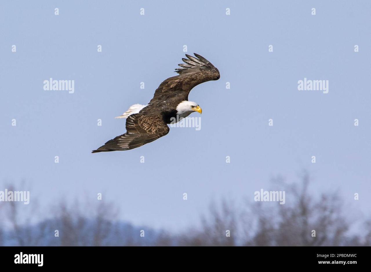 American eagle lands on the mississippi