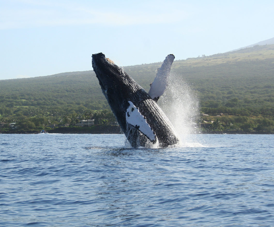 Array of whale watching activities at maui four seasons