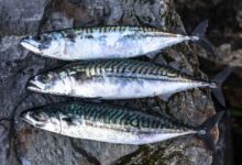 Norway mackerel export prices see sharp upturn, herring slide