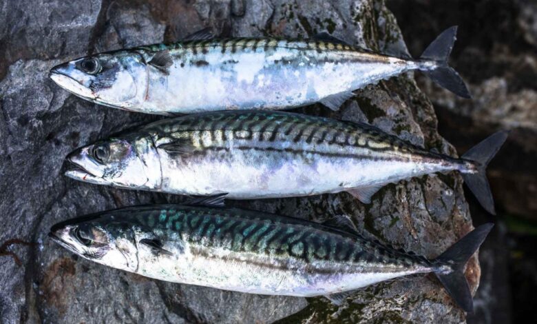 Norway mackerel export prices see sharp upturn, herring slide