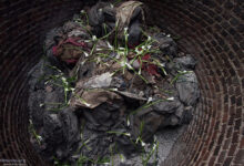 Carnival sunshine metamorphosis was ambitious and complicated